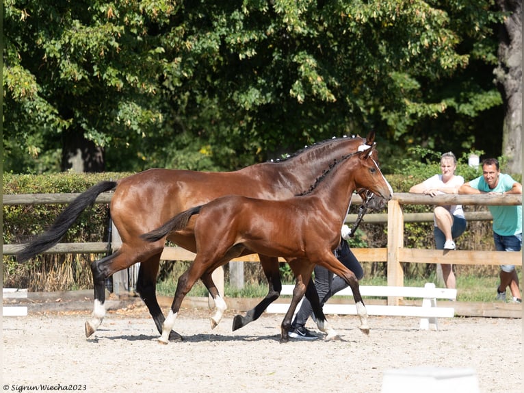 Trakehner Étalon 2 Ans Bai in Belzig