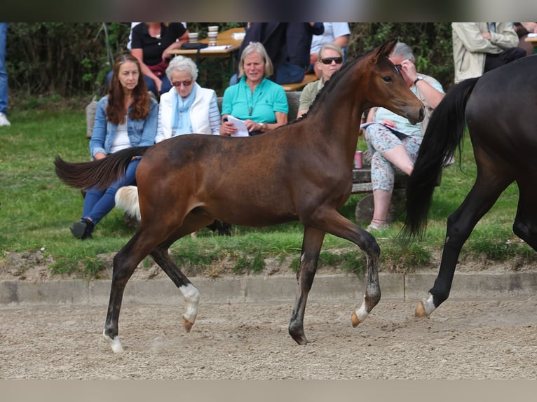 Trakehner Étalon 2 Ans in Regesbostel