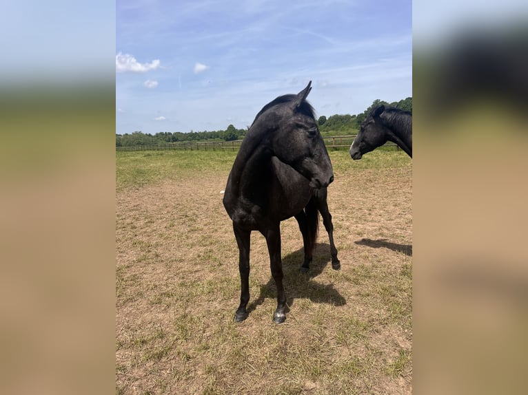 Trakehner Étalon 2 Ans Gris in Kassel