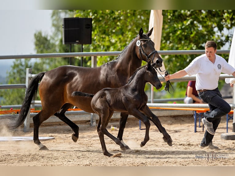 Trakehner Étalon 2 Ans Noir in Albig