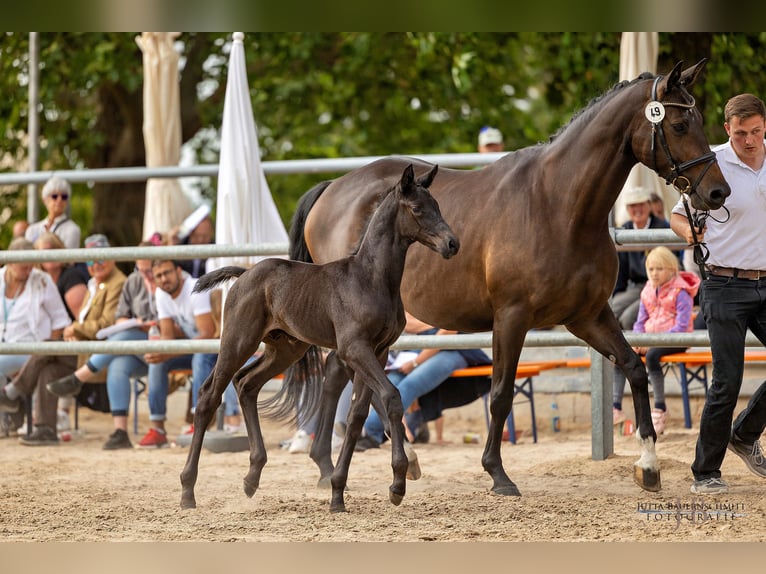 Trakehner Étalon 2 Ans Noir in Albig