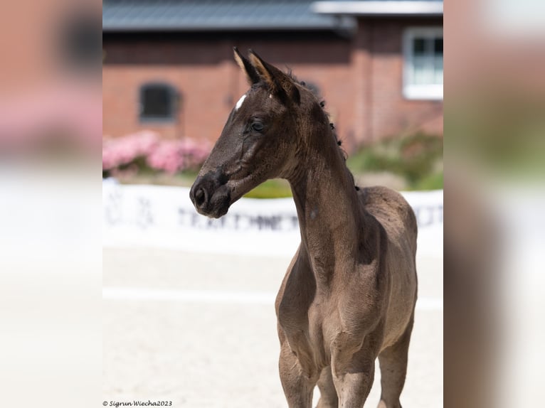 Trakehner Étalon 2 Ans Noir in Ganderkesee