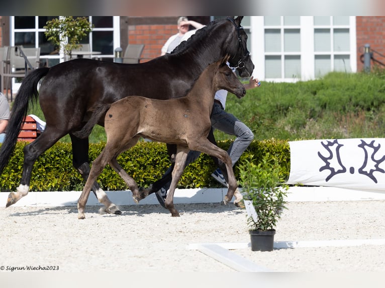 Trakehner Étalon 2 Ans Noir in Ganderkesee