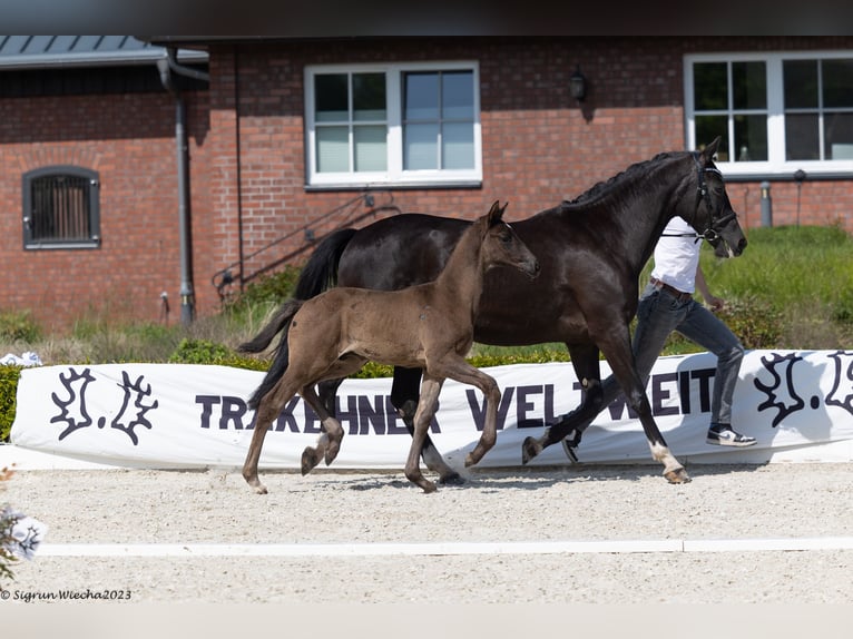 Trakehner Étalon 2 Ans Noir in Ganderkesee