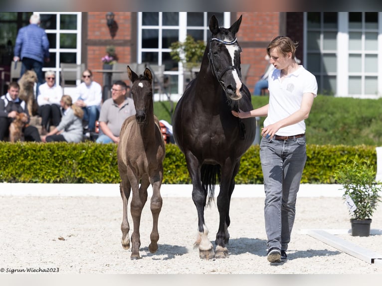 Trakehner Étalon 2 Ans Noir in Ganderkesee