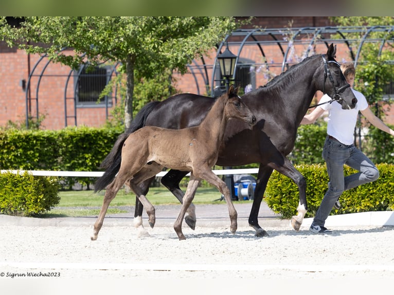 Trakehner Étalon 2 Ans Noir in Ganderkesee