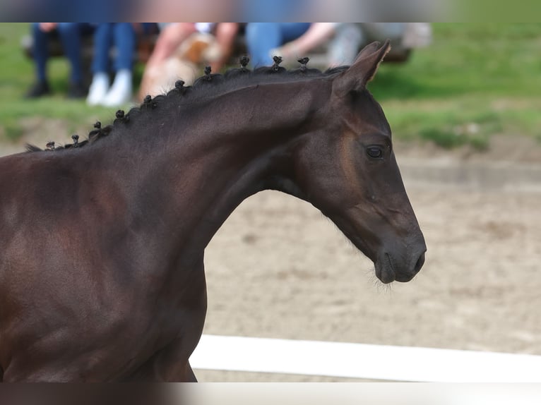 Trakehner Étalon 2 Ans Noir in Helmstorf-Kühren