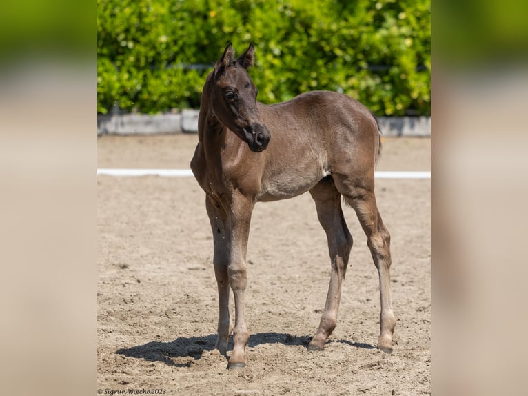 Trakehner Étalon 2 Ans Noir in Helmstorf-Kühren