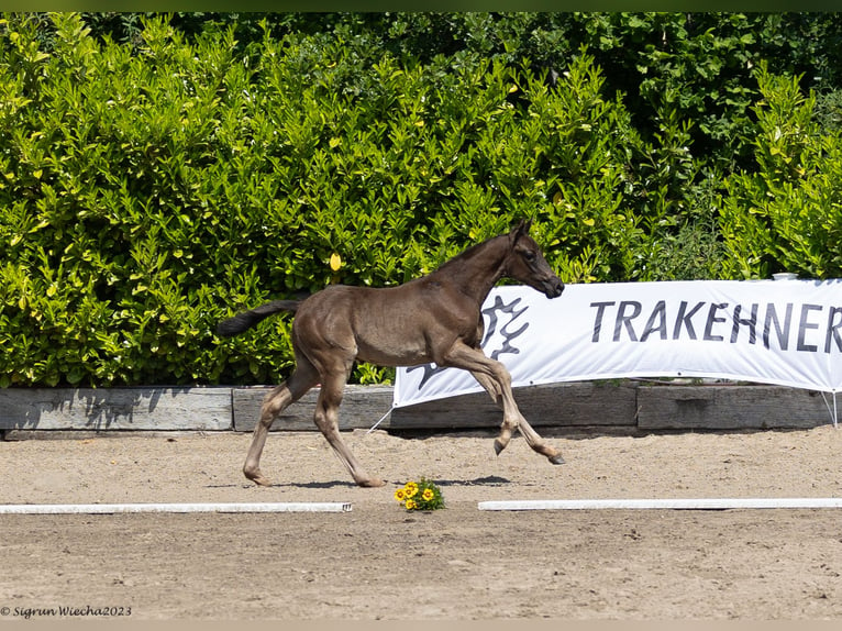 Trakehner Étalon 2 Ans Noir in Helmstorf-Kühren