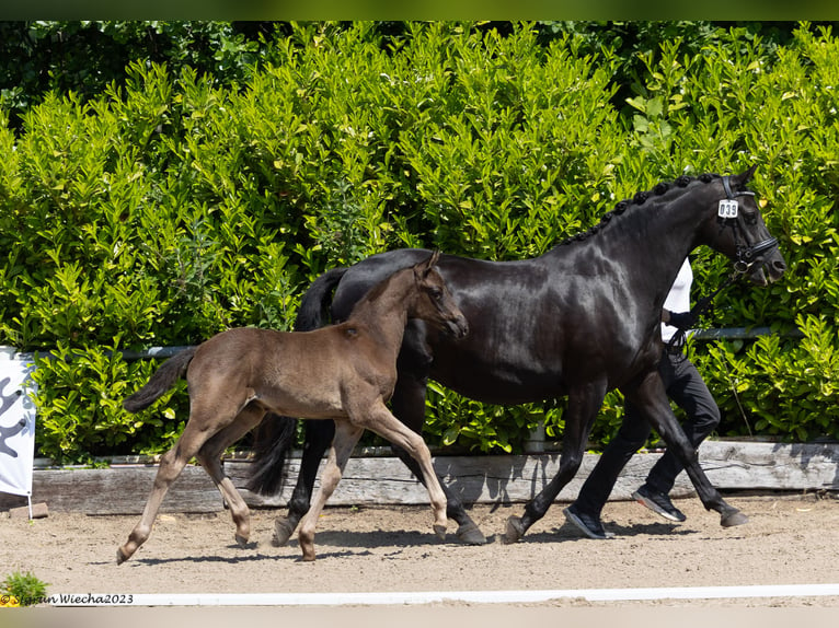 Trakehner Étalon 2 Ans Noir in Helmstorf-Kühren