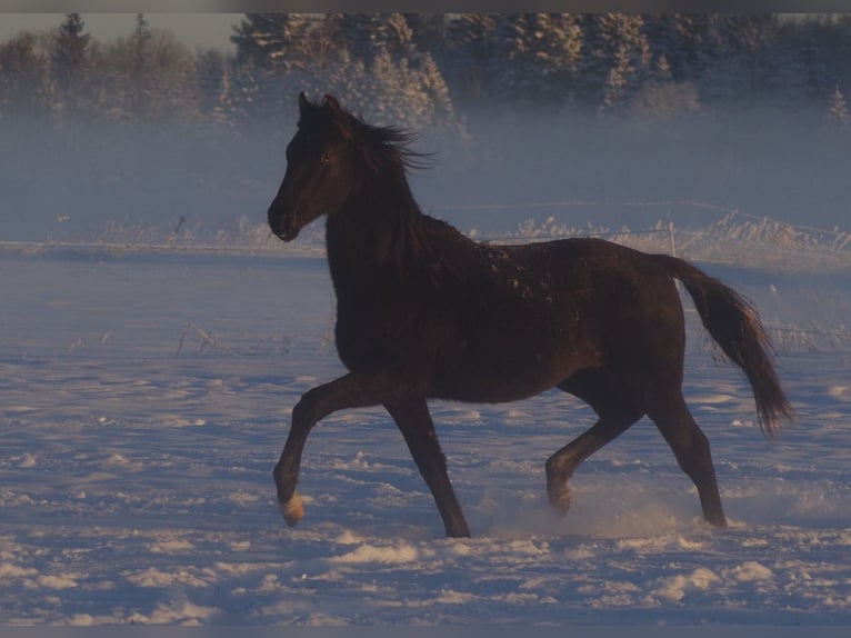 Trakehner Étalon 2 Ans Palomino in Linn