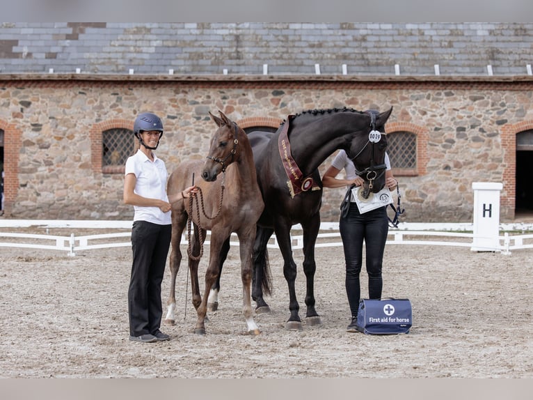 Trakehner Étalon 2 Ans Peut devenir gris in Graested