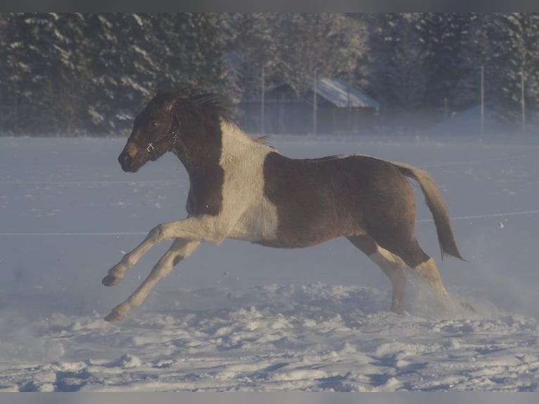 Trakehner Étalon 2 Ans Pinto in Linn