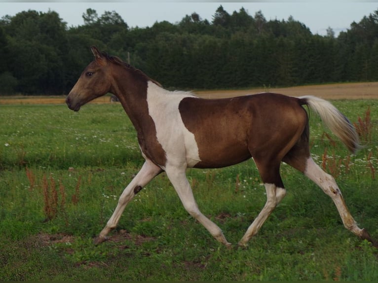 Trakehner Étalon 2 Ans Pinto in Linn