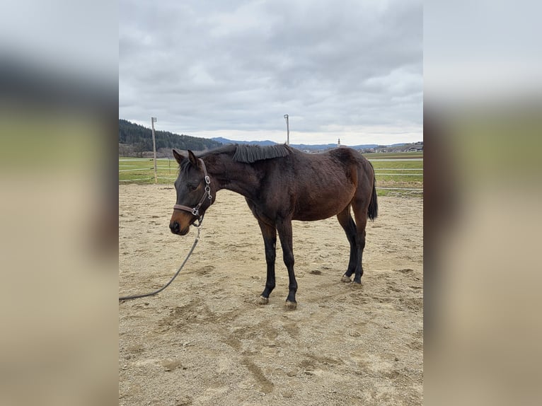Trakehner Étalon 3 Ans 157 cm Bai in Straßwalchen