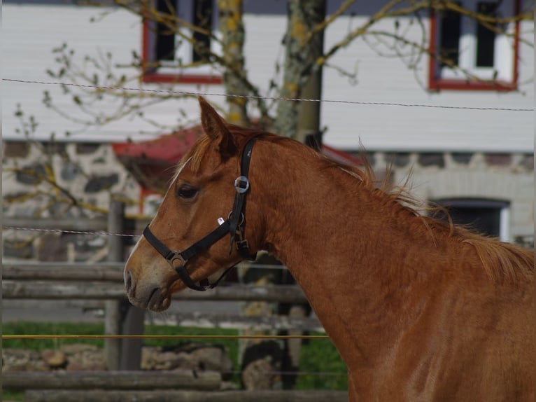 Trakehner Étalon 3 Ans 164 cm Alezan in Ruila