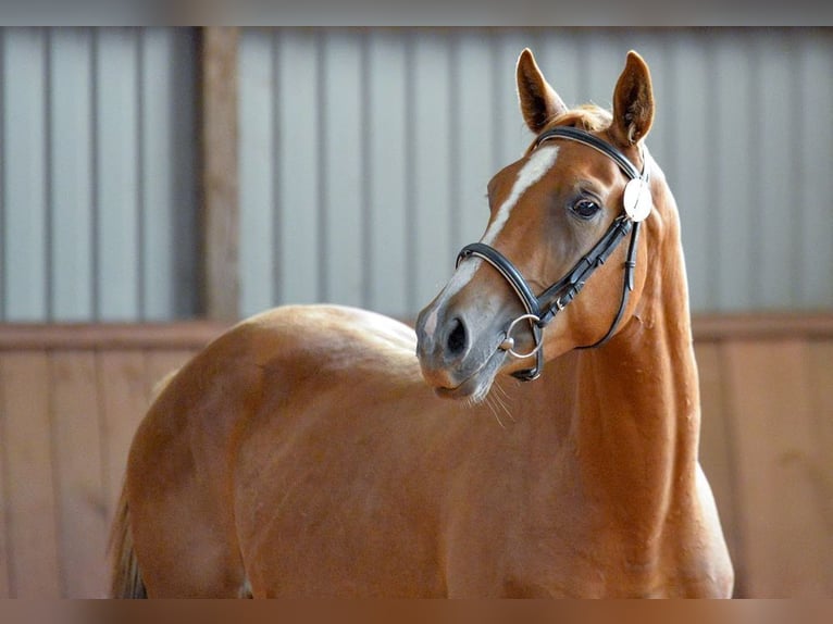 Trakehner Étalon 3 Ans 165 cm Alezan in Ruila