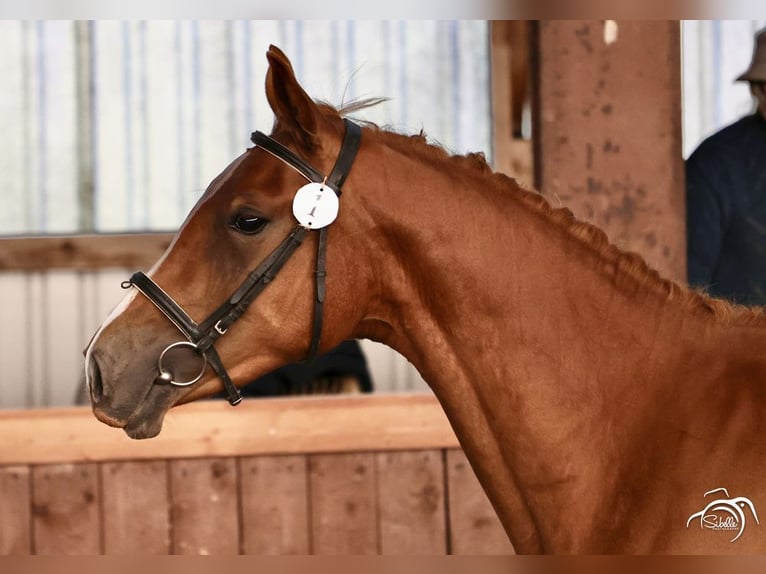 Trakehner Étalon 3 Ans 165 cm Alezan in Ruila