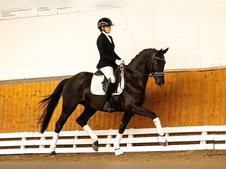 Trakehner Étalon 3 Ans 165 cm Noir in Schlieckau