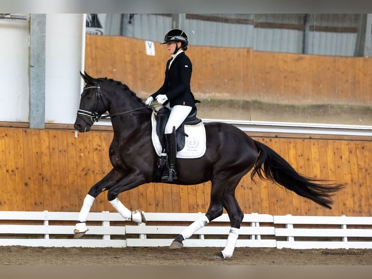 Trakehner Étalon 3 Ans 165 cm Noir in Schlieckau
