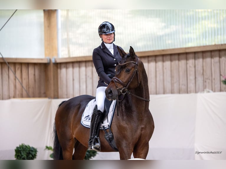 Trakehner Étalon 3 Ans 166 cm Bai brun in R&#xF6;ttingen