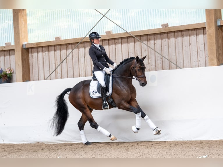 Trakehner Étalon 3 Ans 166 cm Bai brun in R&#xF6;ttingen