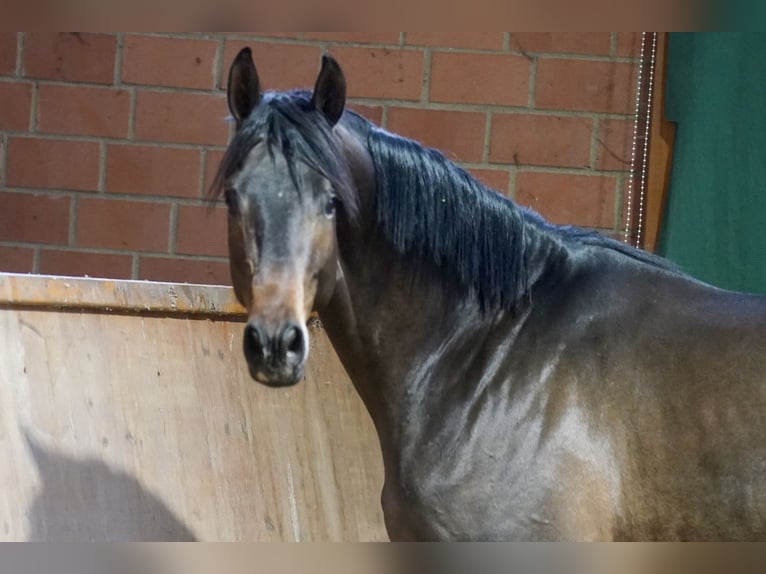 Trakehner Étalon 3 Ans 167 cm Bai brun in Paderborn