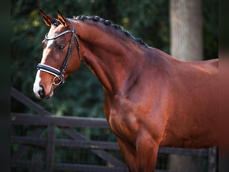 Trakehner Étalon 3 Ans 167 cm Bai in Bilthoven