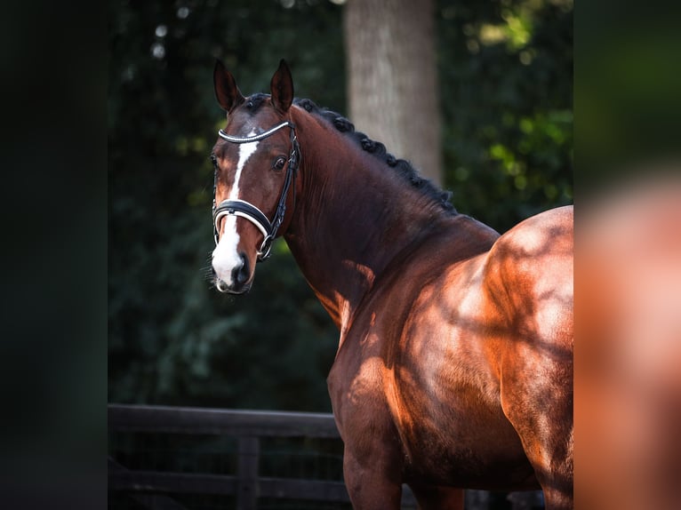 Trakehner Étalon 3 Ans 167 cm Bai in Bilthoven