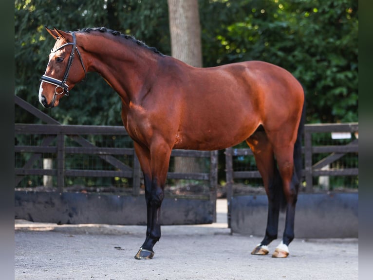 Trakehner Étalon 3 Ans 167 cm Bai in Bilthoven