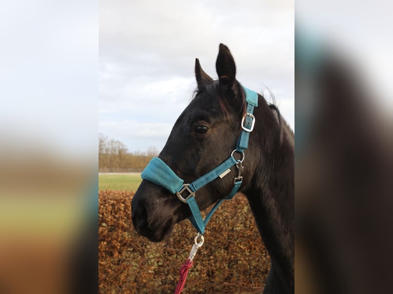 Trakehner Étalon 3 Ans 168 cm Noir in Gotha