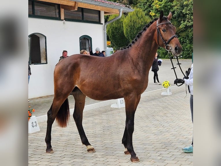 Trakehner Étalon 3 Ans 170 cm Bai brun in Adelsried