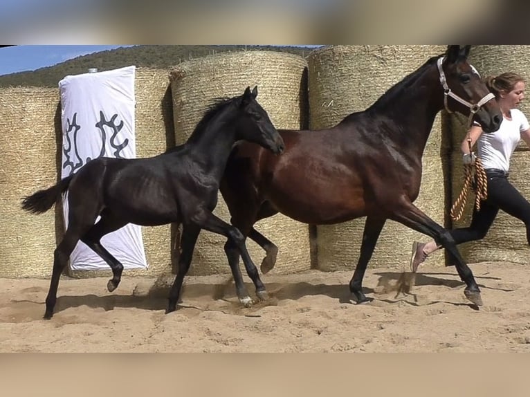 Trakehner Étalon 3 Ans 170 cm Bai brun foncé in Aytos