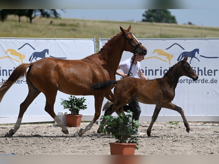 Trakehner Étalon 3 Ans 170 cm Bai in Eschwege