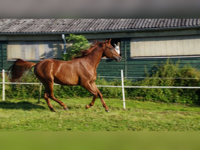 Trakehner Étalon 3 Ans Alezan in Klein Wittensee