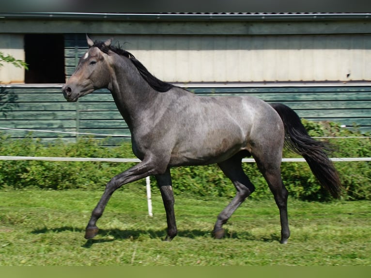 Trakehner Étalon 3 Ans Gris in Klein Wittensee