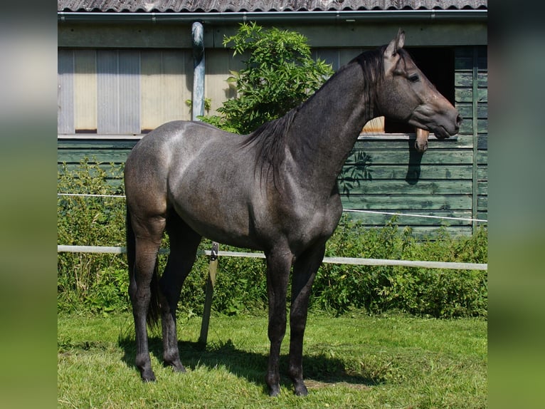 Trakehner Étalon 3 Ans Gris in Klein Wittensee