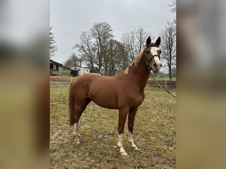 Trakehner Étalon 4 Ans 163 cm Alezan brûlé in Anyksciai