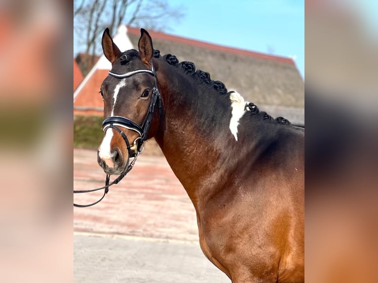 Trakehner Étalon 4 Ans 163 cm Pinto in Dortmund