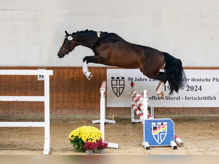 Trakehner Étalon 4 Ans 163 cm Pinto in Dortmund