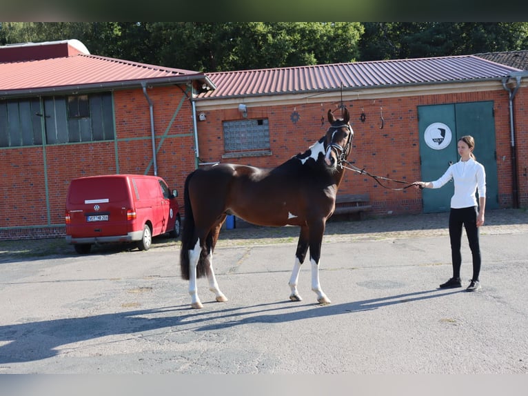 Trakehner Étalon 4 Ans 163 cm Pinto in Dortmund