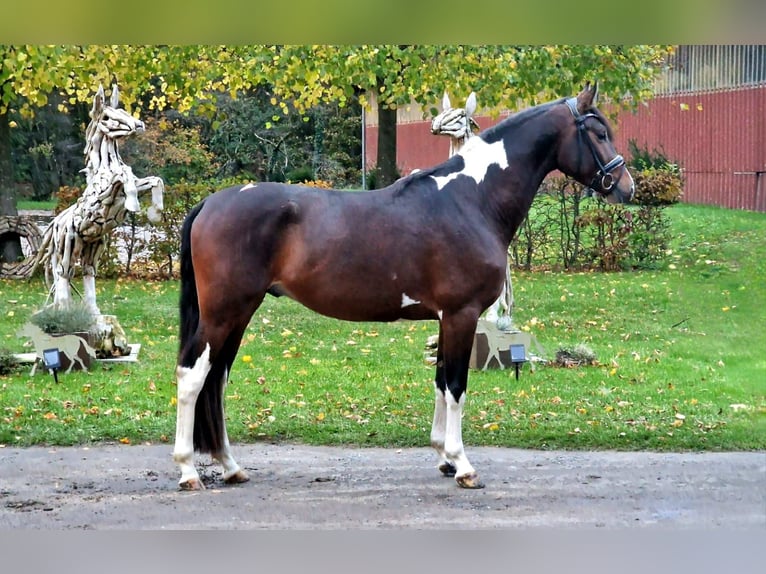 Trakehner Étalon 4 Ans 163 cm Pinto in Dortmund