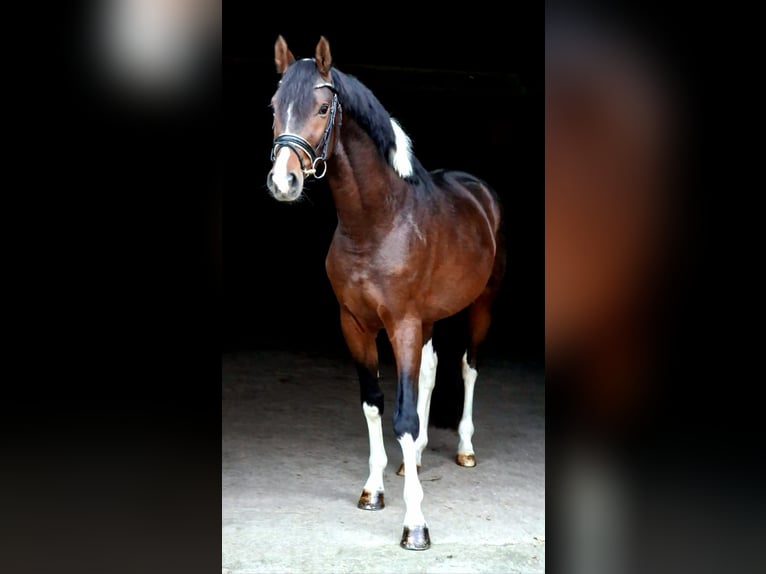 Trakehner Étalon 4 Ans 163 cm Pinto in Dortmund