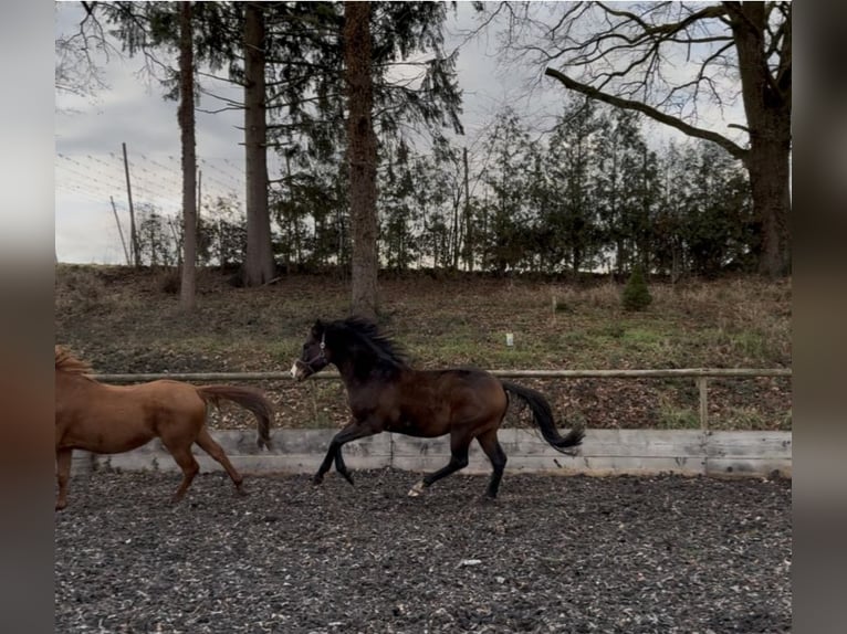 Trakehner Étalon 4 Ans 165 cm Bai brun in Rohrbach