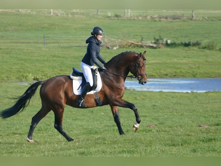 Trakehner Étalon 4 Ans 169 cm Bai in Ganschow