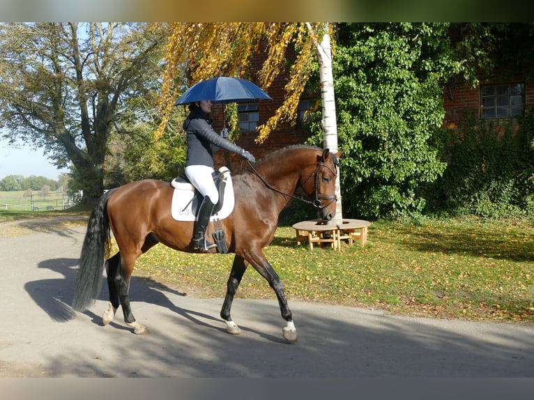 Trakehner Étalon 4 Ans 169 cm Bai in Ganschow