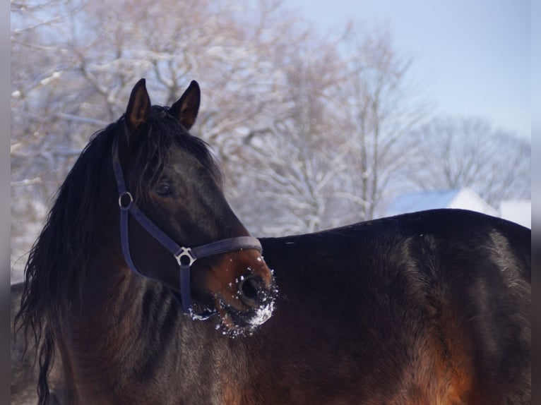 Trakehner Étalon 4 Ans Bai brun in Klein Wittensee