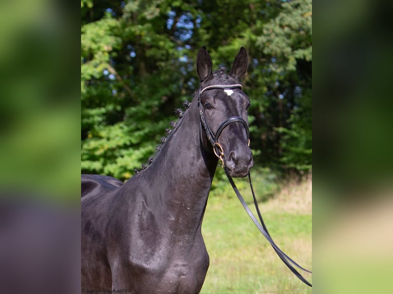 Trakehner Étalon 4 Ans Bai brun foncé in Stördorf