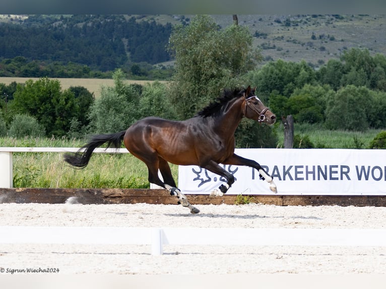Trakehner Étalon 5 Ans 165 cm Bai brun in Опицвет / Opicvet