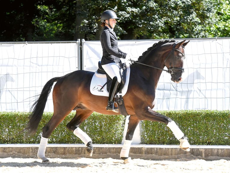 Trakehner Étalon 5 Ans 168 cm Bai brun in Bad Bevensen